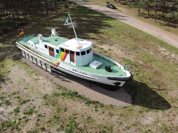 beluga2